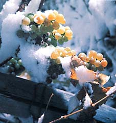 ice grapes