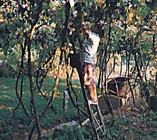 grape picker